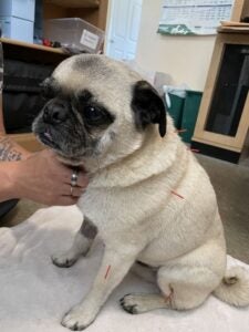 Pet Acupuncture Longmont, CO | Acupuncture| Coal Ridge Animal Hospital Pet Acupuncture Longmont, CO | Acupuncture| Coal Ridge Animal Hospital